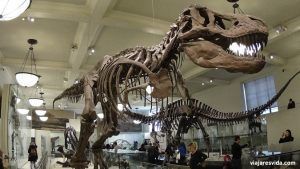 American Museum of Natural History. Qué ver en Nueva York en una semana