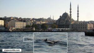 Delfines en el Bósforo en Estambul