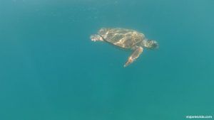 Tortugas Isla de Zante
