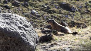Marmota en ruta a Forau de Aiguallut