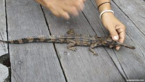 Una cria de cocodrilo