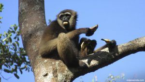 Gibón negro de Borneo en Tanjung Puting