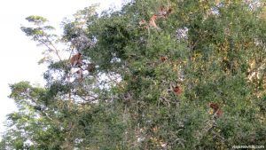 Copas de los árboles repletas de monos narigudos montando escándalo