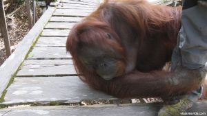 Una orangutana de la isla de Borneo sujetando el pie de Dani
