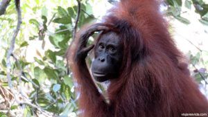 Tour de 3 días por Tanjung Puting para ver el orangután de Borneo