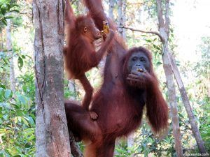 Los orangutanes bebé son adorables
