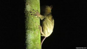 Tarsier de la isla de Borneo apunto de dar un brinco de 5 metros (o más)