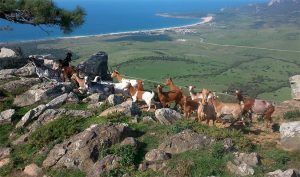 Cabras en la ruta senderista de Tarifa