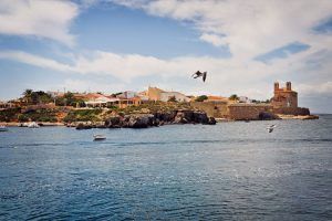 Gaviotas sobrevolando Nueva Tabarca