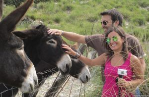 Burros de la isla de Mallorca