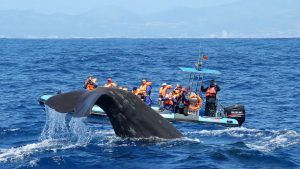 Avistamiento de ballenas en Tenerife