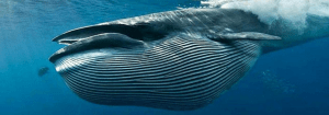 Ballena de 25 toneladas. Dónde ver ballenas en Tenerife