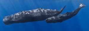 Cachalotes de 22 m de largo. Dónde ver ballenas en Tenerife