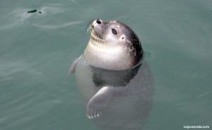 Foca del Aquarium Finisterrae