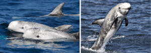 Delfín gris. Dónde ver ballenas en Tenerife