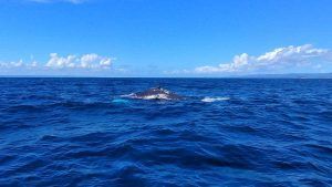 Ballenas en la República Dominicana