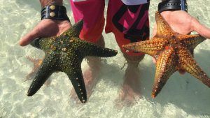 Estrellas de mar encontradas en un viaje a Tanzania