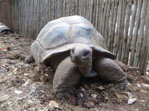 Tortuga en Prison Island cerca de Ciudad Zanzíbar en Tanzania. Que ver en Zanzíbar en 7 días