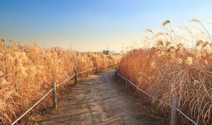 Parque Haneul