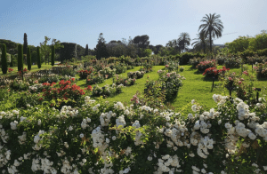 Rosaleda del Parque de Cervantes de Barcelona
