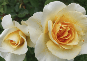 Rosa del Parque de Cervantes de Barcelona