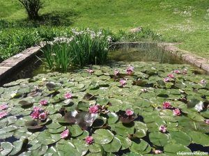 Plantas acuáticas de los Jardines de Mossèn Cinto Verdaguer. Jardí Botànic de Barcelona