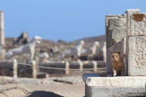 Gato entre las ruinas de Delos