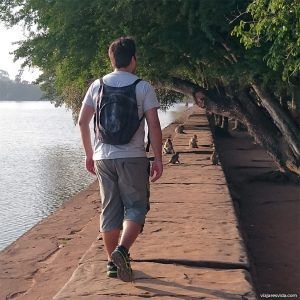 Monos junto al gran foso perimetral de Angkor Wat