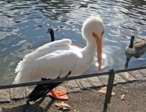Animales que puedes ver en un free tour por Londres