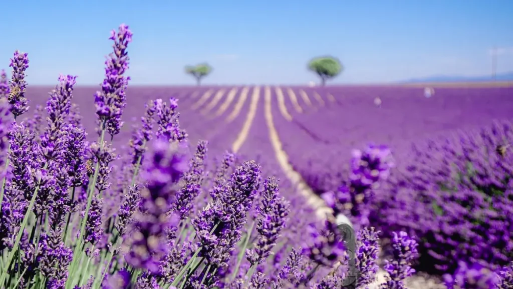 Campos de Lavanda (Brihuega). Los mejores paisajes para fotografiar en España