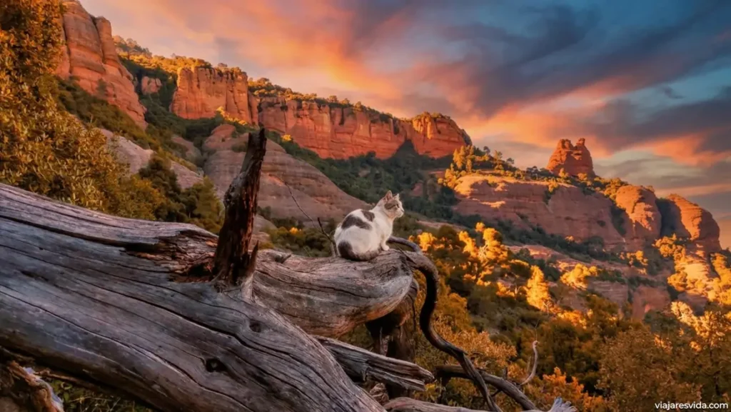 Un gato en Sant Llorenç del Munt i l'Obac