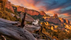 Un gato en Sant Llorenç del Munt i l'Obac